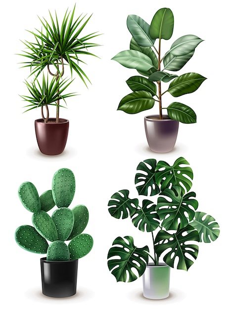 Realistic houseplant...