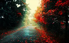 秋景观树（季节）离开道路的落叶/ 2560x1600壁纸