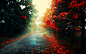 autumn fallen leaves landscapes leaves roads wallpaper (#1447456) / Wallbase.cc