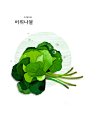 青菜尖 可口青菜 手绘植物 美食插图插画设计PSD ti332a3506