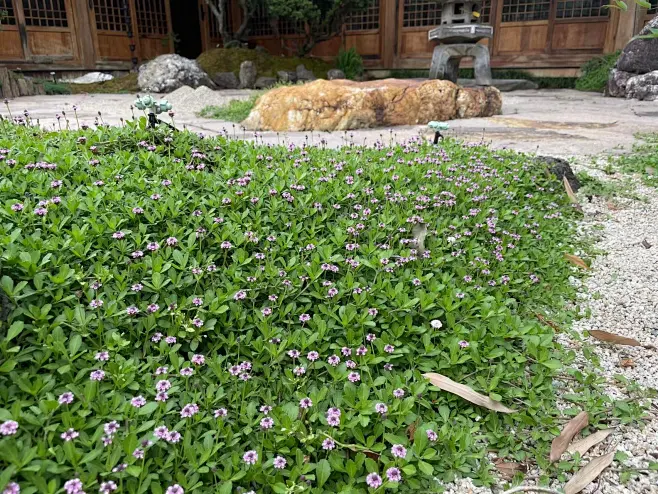 姬岩垂草-花瓣网