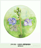 生日花：原野婆婆纳（Field Speedwell）
花语：节操（Constancy）

原野婆婆纳是七世纪时义大利制力於消除崇拜偶像的传教士－圣巴尔巴道斯节日
的花朵。消除崇拜偶像是为了追求宗教上的纯洁，因此它的花语是－节操。
在这一天出生的人，非常具有正义感，将努力追求清高而正确的人生。不过也有头脑顽固，不知变通的时候。