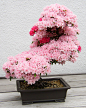 小春光～ via：boredpanda.com/amazing-bonsai-trees