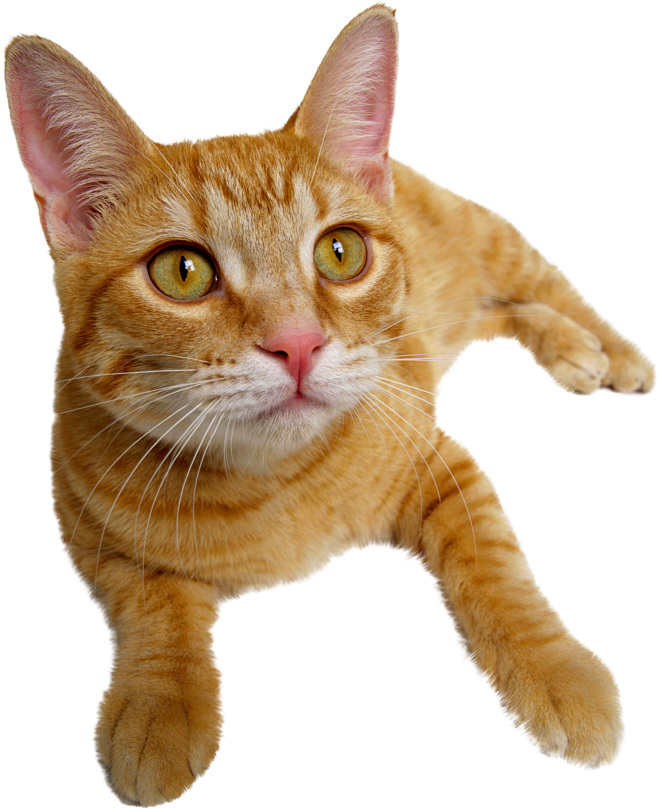 可爱的猫猫小猫咪橘猫
