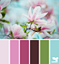 magnolia hues