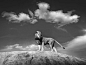 o Your Shot member Bjorn Persson, the majestic pose struck by this lion in Tanzania’s Serengeti National Park recalls a scene in a well-known movie. “When I saw this big male appearing on the top of the rock,” says Persson, “I immediately connected it to 