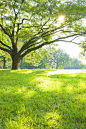 Park tree