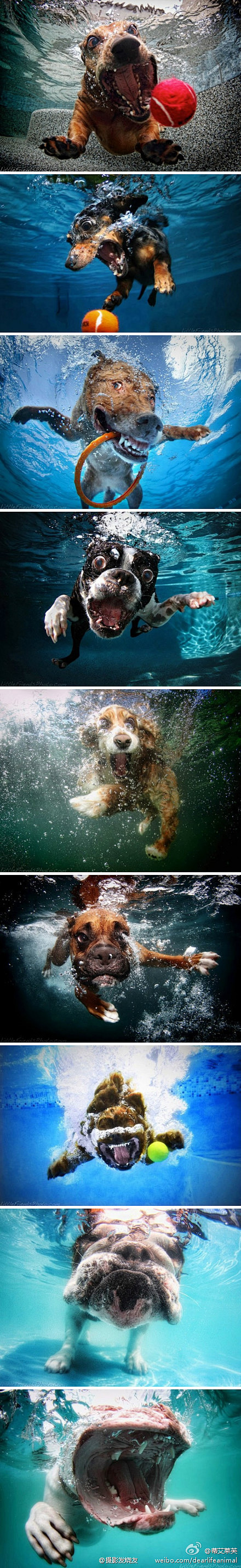宠物摄影师赛斯卡斯蒂尔 的“水面下的狗狗...