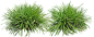 高清免抠素材园林灌木丛景观植物鲜花图片