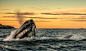 北极鲸 | 摄影Audun Rikarsen - 风光摄影 - CNU视觉联盟