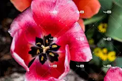 郁金香 花 花卉背景 开花 花瓣 美丽的花朵 花壁纸 雌蕊 自然