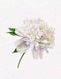水彩写实花卉：来自美国艺术家 Karen Kluglein 绘画作品