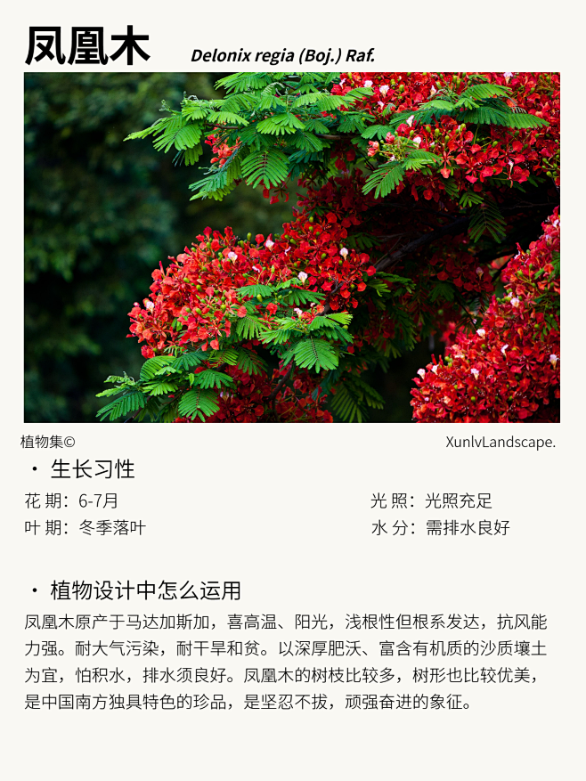 本期更新： #凤凰木#紫花风铃木#木荷#...