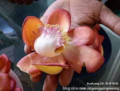 缅甸 佛手花, 胡来大叔旅游攻略
