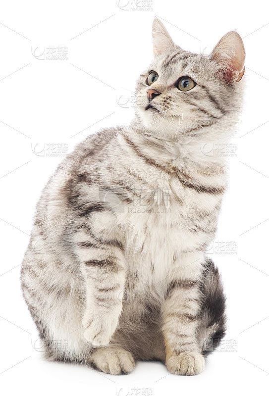 白底上的小猫素材-花瓣网