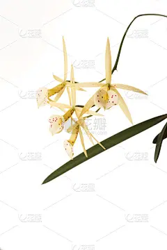 兰花杂交-紫菜黄鸟