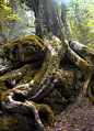 Magische Wicklungswurzeln Puzzlewood Forest von Dean Gloucestershire#dean #forest #gloucestershire #magische #puzzlewood #von #wicklungswurzeln