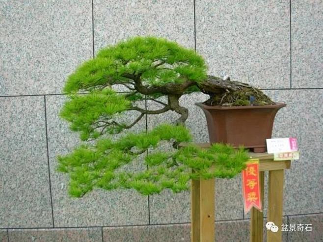 松柏临水盆景_百度图片搜索