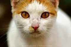 注视-丁三郎_丁三郎 猫 注视_涂鸦王国插画