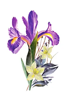 水彩绘美丽的花朵插画