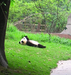 你笑得很山寨采集到动物结构