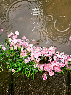 身若琉璃心似菩提采集到节气