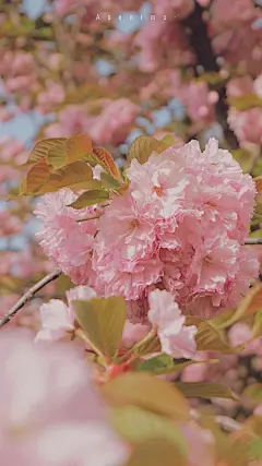 樱花，手机壁纸【图源公众号“機械軟體”】