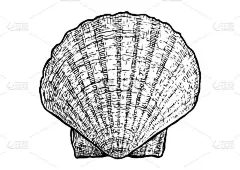 扇贝、 蛤蜊、 壳插画、 绘画、 雕刻、 油墨，现实