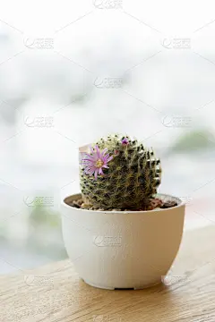 漂亮的多汁的花盆装饰
