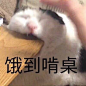 一套猫咪表情包合集 来自万事屋纸纸酱 - 微博