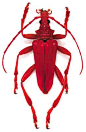 Lobster Beetle: 