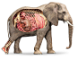 Elephant science: 1 thousand results found in Yandex Images