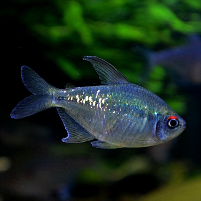 南美钻石灯活体钻石灯南美风格鱼草缸灯鱼钻石鱼闪光鱼发光鱼淘宝网