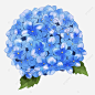 手繪藍色盛開繡球花, 繡球, 手繪竽, 藍色 PNG圖案素材