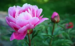 高贵牡丹花电脑桌面高清壁纸桌面壁纸3