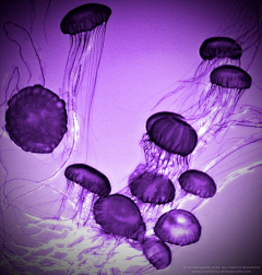 醉也采集到The favorite purple
