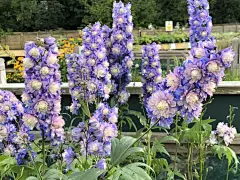 这是位于肯特郡的一家店，图一中修成鹿的冬青998磅，人民币快一万了，不过真的很好看，最大的一个惊喜就是发现了所有的种子正在做促销，不仅仅是豆子，所有种子只要50便士一包，合人民币4.5，比国产还便宜！更关键的是，我发现这些种子的保质期还很长，一般都是到2020或2021，原价都是要两三磅一袋的 ​​​​