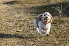 点击来源直接获取大图文件 |快乐的狗狗脸。宠物玩得开心。有趣的动物表情包