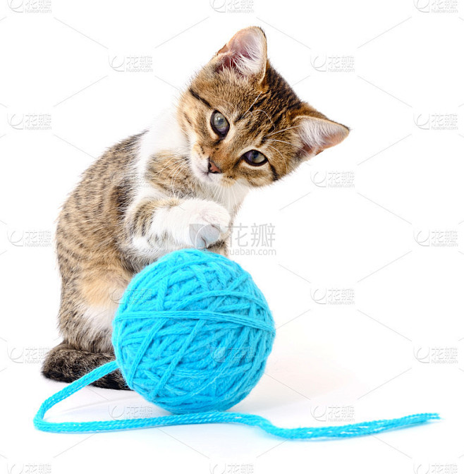 毛线团的猫