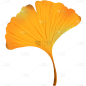 通用秋天扁平风插画单片落叶植物贴纸元素素材