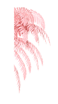c4d粉色植物漂浮装饰png (2)