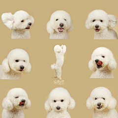 吃货路过噢采集到犬科