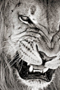 pinterest.com/fra411 #graowr - Can pure like a kitten yet roar like a lion…: 