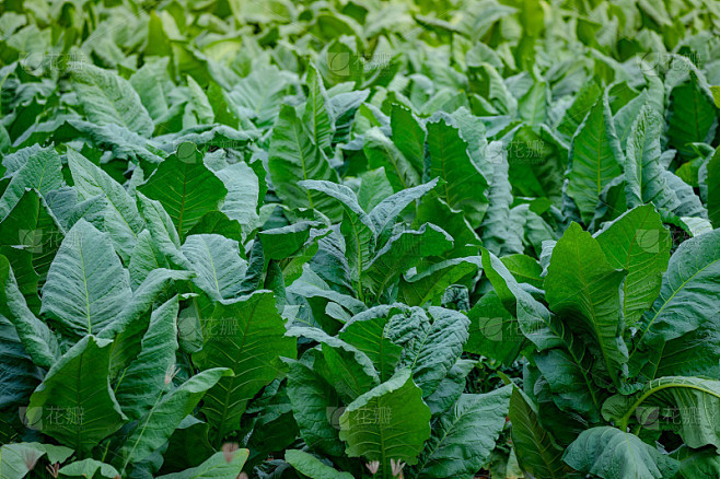烟叶种植在田间，烟草种植在田园农业农场，秸秆种植在农田，卷烟产品从烟草到烟雾对人们是不健康的