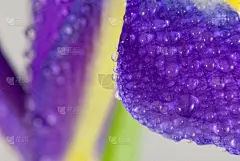 特写,花瓣,图像,菜园,水,贺卡,水平画幅,无人,草坪,户外
