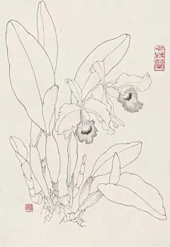 章培筠的这一组白描花卉，是临摹的好范本！