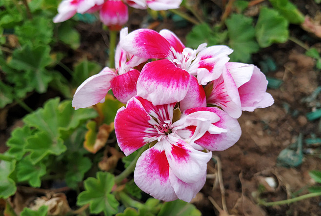 鲜花