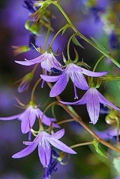 G高采集到陌上花开