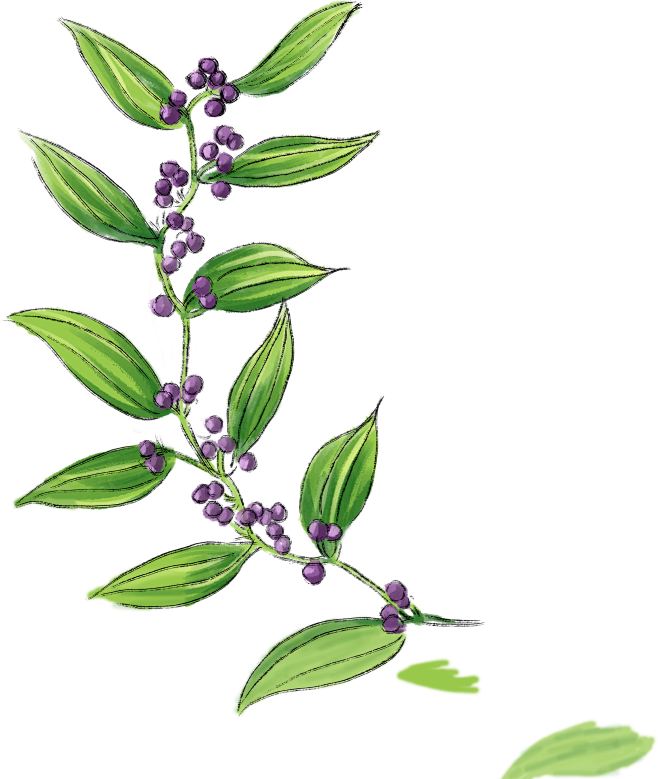 茯苓1