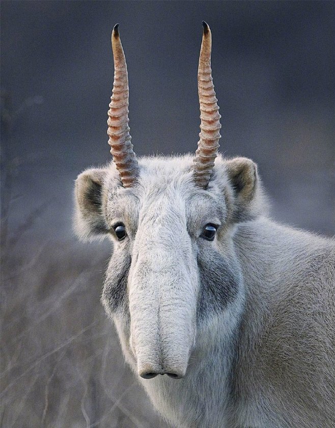 高鼻羚羊（Saiga Antelope）...
